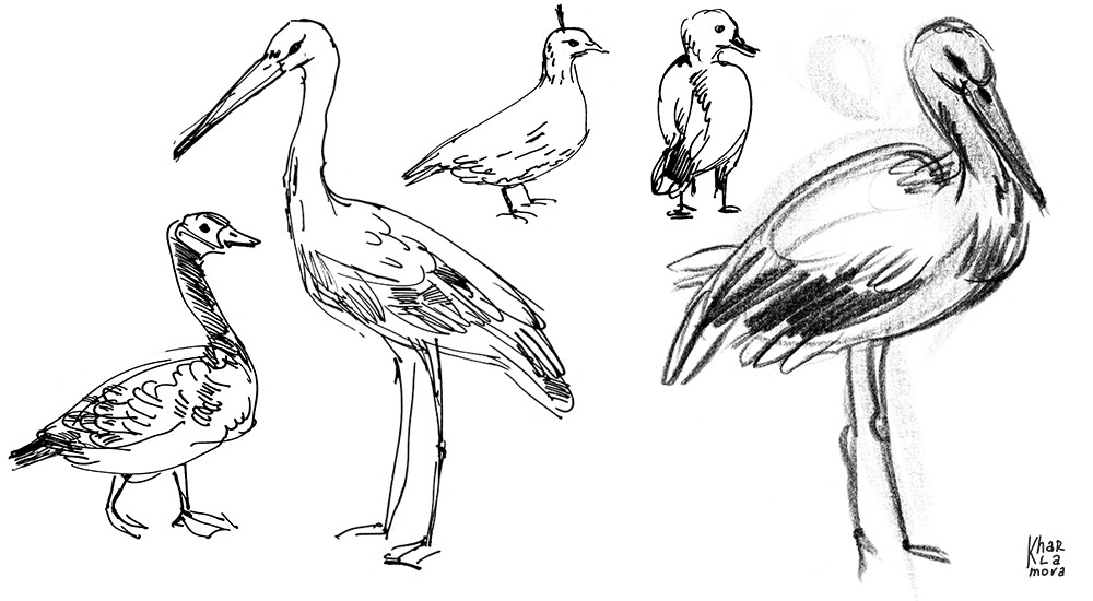 010-pen_stork.jpg